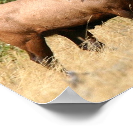 Poster Bull Elk (Coin)