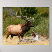 Poster Bull Elk (Devant)