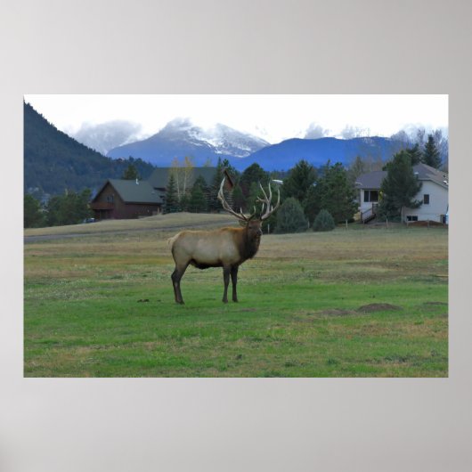 Poster Bull Elk (Devant)