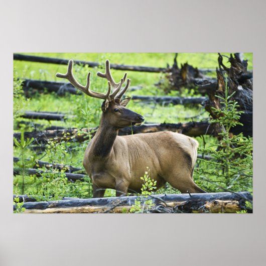 Poster Bull Elk (Devant)
