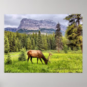 Poster Bull Elk à Castle Mountain Parc national Banff (Devant)