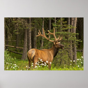 Poster Bull elk à velvet