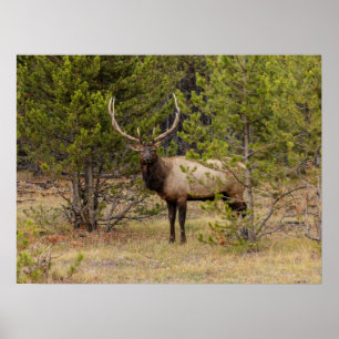 Poster Bull Elk Au parc national de Yellowstone