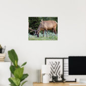 Poster Bull Elk avec bois dans le pâturage de velours (Bureau à domicile)