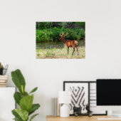 Poster Bull Elk dans la chaîne nationale de bisons, Monta (Bureau à domicile)
