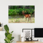 Poster Bull Elk dans la chaîne nationale de bisons, Monta (Bureau à domicile)