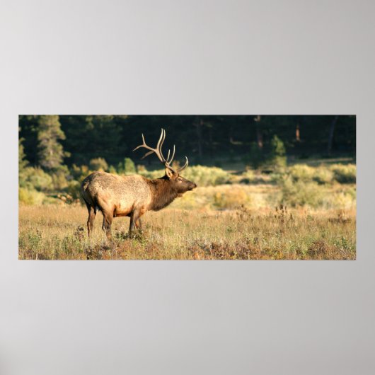 Poster Bull Elk dans le Parc National des Rocheuses (Devant)
