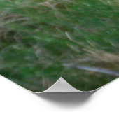 Poster Bull Elk dans Velvet (Coin)