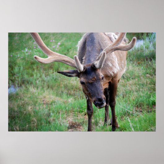 Poster Bull Elk dans Velvet (Devant)