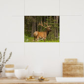 Poster Bull Elk in Velvet, Canada (Cuisine)