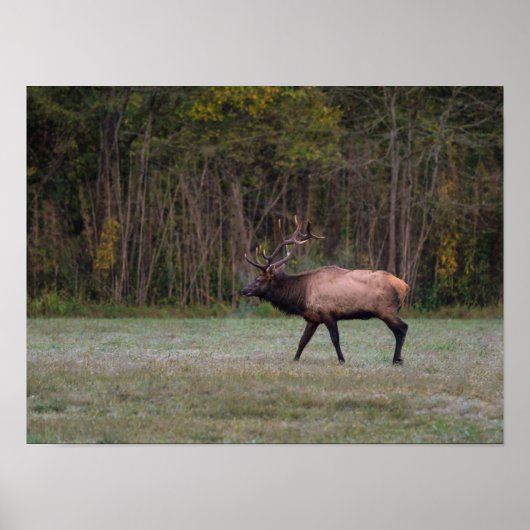 Poster Bull Elk Morning Walk (Devant)