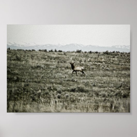 Poster Bull Elk P2800 Imprimer (Devant)
