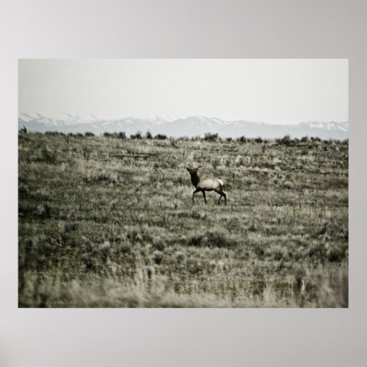 Poster Bull Elk P2800 Imprimer (Devant)