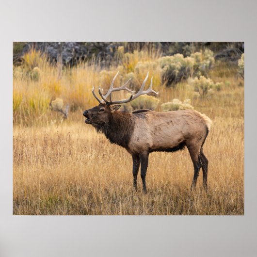 Poster Bull Elk | Parc national de Yellowstone (Devant)
