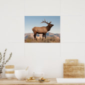 Poster Bull Elk près de Mammoth | Wyoming (Cuisine)