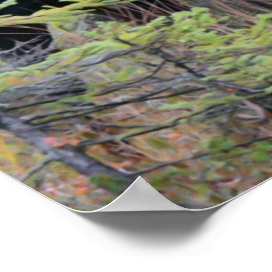 Poster Bull Moose (Coin)