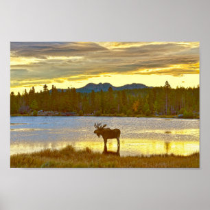 Poster Bull Moose à Sprague Lake, Colorado, Sunrise