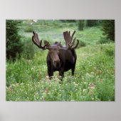 Poster Bull moose Alces alces) en fleur sauvage, (Devant)