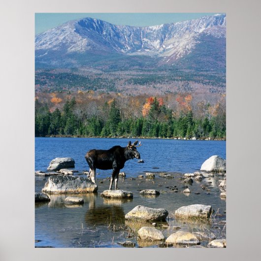 Poster Bull Moose et Mont Katahdin (Devant)