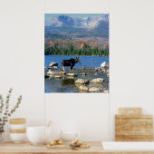 Poster Bull Moose et Mont Katahdin (Cuisine)