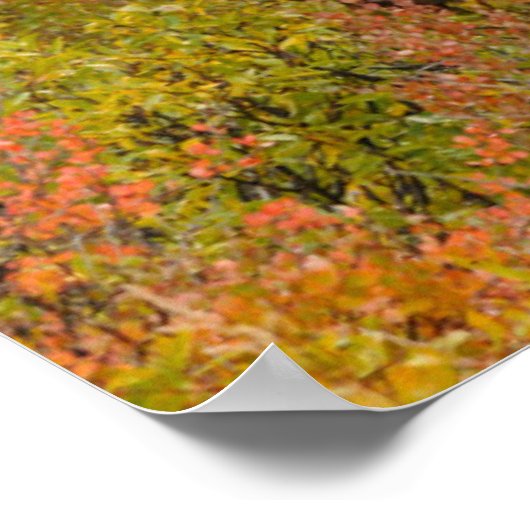 Poster Bull Moose | Parc national de Denali, Alaska (Coin)