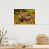 Poster Bull Moose | Parc national de Denali, Alaska (Cuisine)