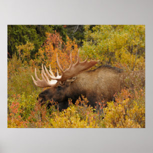 Poster Bull Moose   Parc national de Denali, Alaska