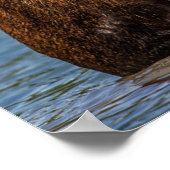 Poster Bull Moose | Parc national du Glacier Montana (Coin)