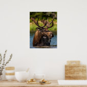 Poster Bull Moose | Parc national du Glacier Montana (Cuisine)