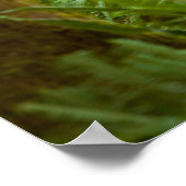 Poster Bull Roosevelt Elk (Coin)