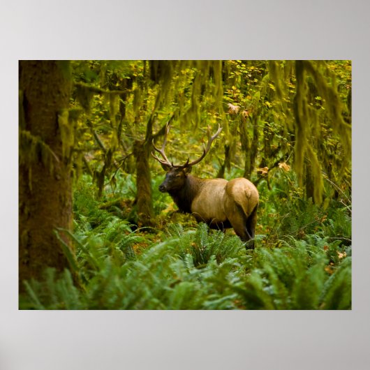 Poster Bull Roosevelt Elk (Devant)