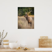 Poster Bull Roosevelt Elk dans l'herbe | État de Washingt (Cuisine)