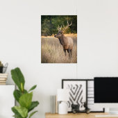 Poster Bull Roosevelt Elk dans l'herbe | État de Washingt (Bureau à domicile)