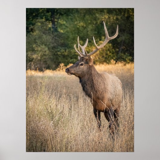Poster Bull Roosevelt Elk dans l'herbe | État de Washingt (Devant)