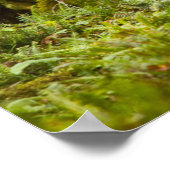 Poster Bull Roosevelt Elk Debout Dans Le Pré (Coin)