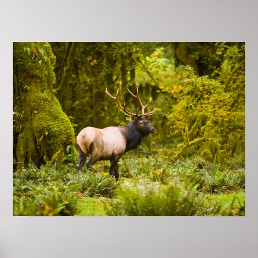 Poster Bull Roosevelt Elk Debout Dans Le Pré (Devant)