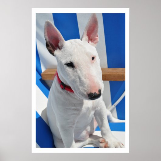 Poster Bull Terrier (Devant)