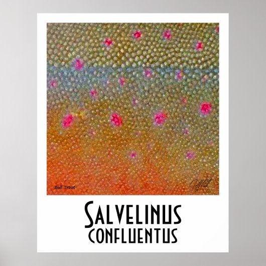 Poster Bull Trout (Devant)