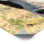 Poster Bull Watch (Coin)