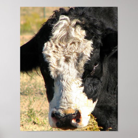 Poster Bull Watch (Devant)