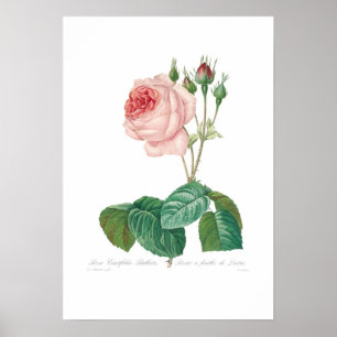 Poster Bullata de centifolia de Rosa