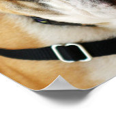 Poster Bulldog (Coin)