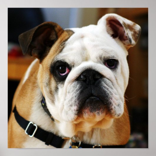 Poster Bulldog (Devant)