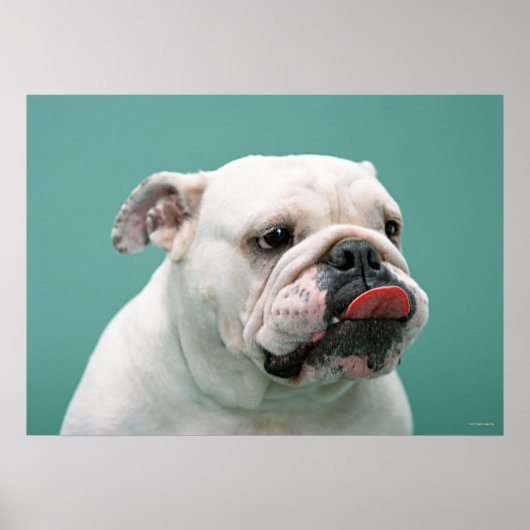 Poster Bulldog (Devant)