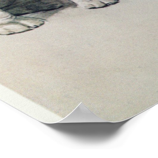 Poster Bulldog (Coin)