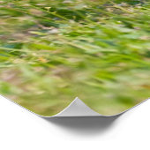 Poster Bulldog anglais (Coin)