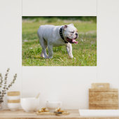Poster Bulldog anglais (Cuisine)