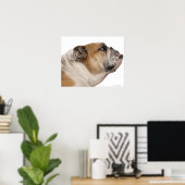 Poster Bulldog anglais (6 ans) (Bureau à domicile)