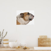 Poster Bulldog anglais (6 ans) (Cuisine)
