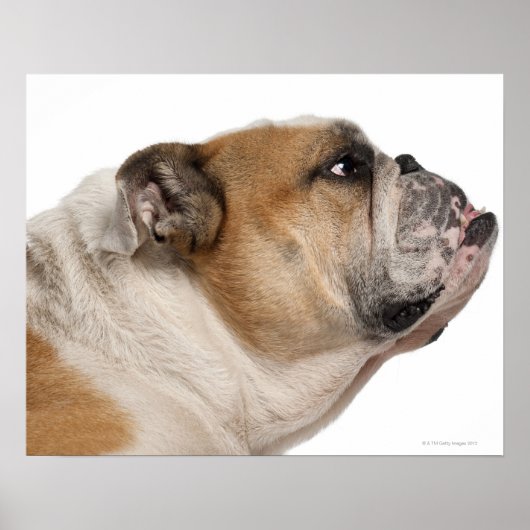 Poster Bulldog anglais (6 ans) (Devant)